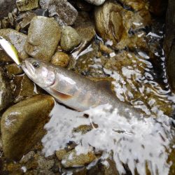 渓流ミノーイング　大イワナ！